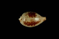 藏品(黑齒寶螺)的圖片